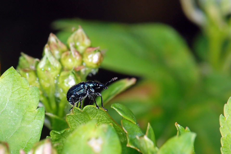 Da identificare: Lasiorhynchites olivaceus